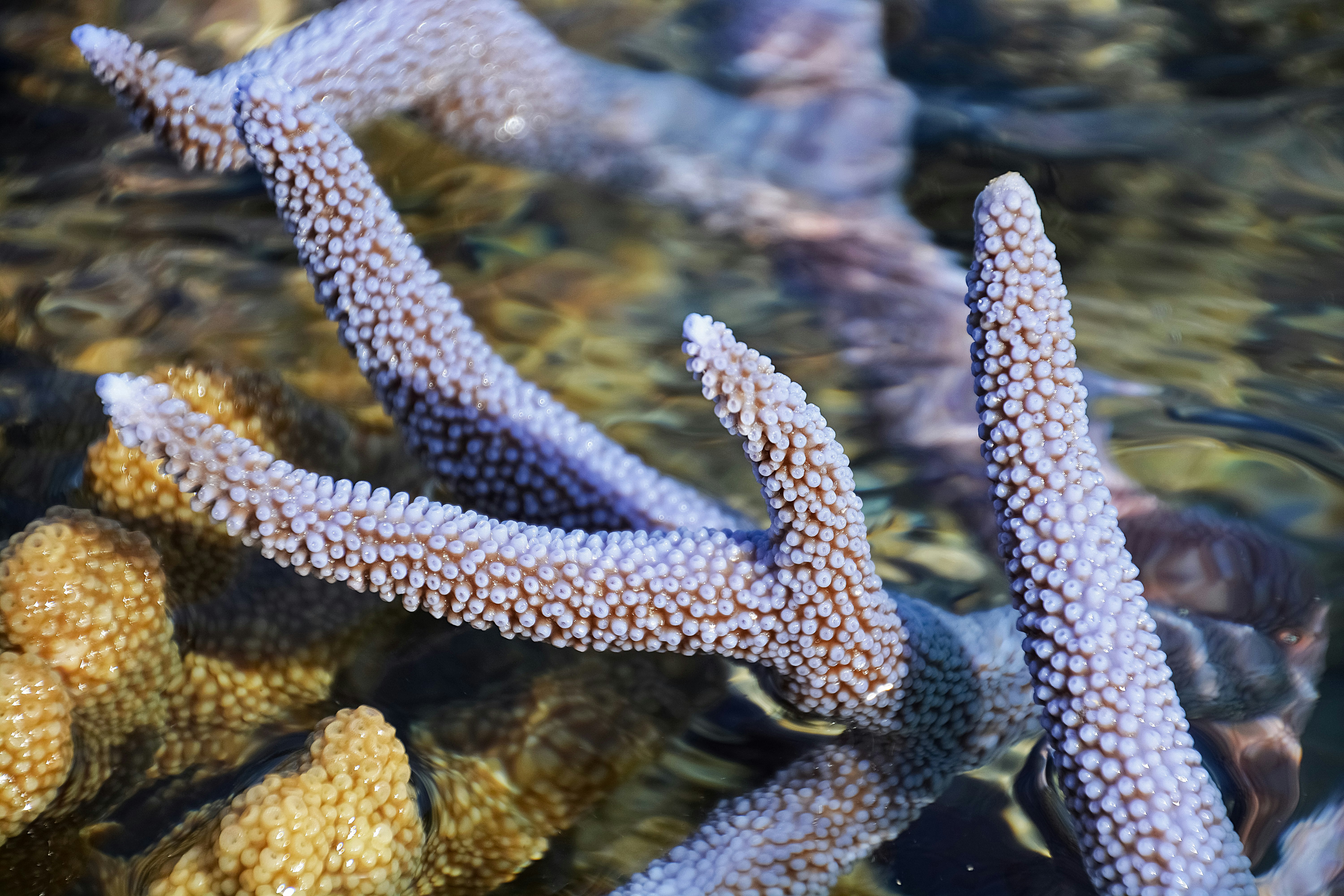 blue and white starfish in water